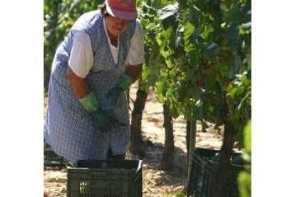 Los controles en los viñedos buscan incrementar la calidad de los vinos