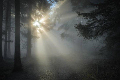 Rayo de luz del sol naciente sobre un bosque de León