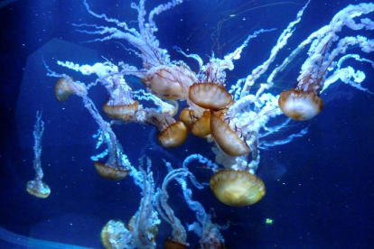 Medusas en un acuario. BELÉN DELGADO
