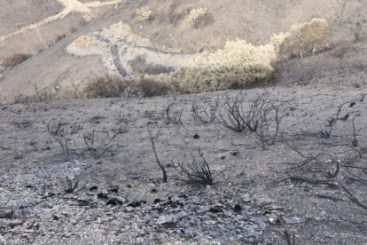 Paraje afectado por el incendio que asoló a casi 10.000 hectáreas de La Cabrera. MARCIANO