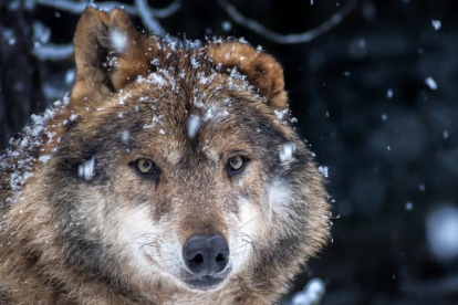 Un lobo ibérico en mitad de la nieve.