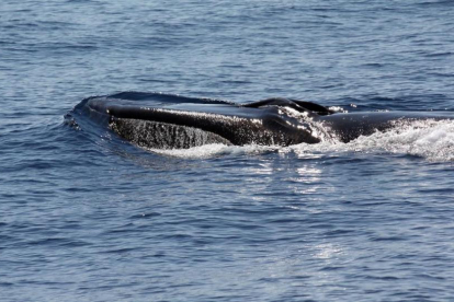 Cabeza de un rorcual común, el segundo mayor cetáceo del planeta, avistado cerca de la costa de Sitges.