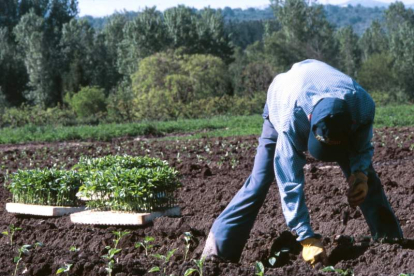 Un agricultor plantando pimientos durante la última campaña. L. DE LA MATA
