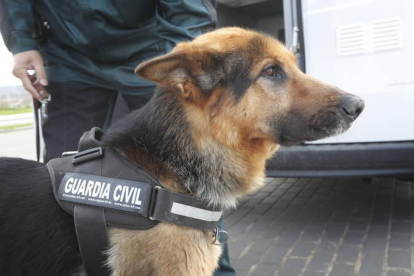 Un agente de la Guardia Civil con un perro