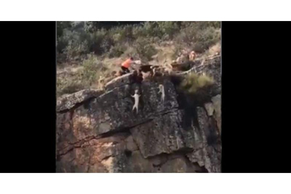 Fotograma del vídeo en el que 12 perros y un ciervo mueren despeñados.