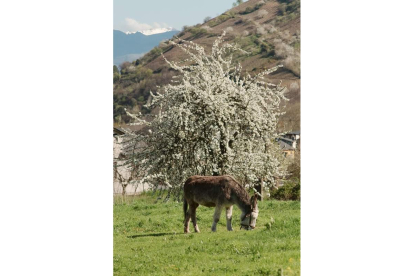 Un burro pace tranquilo bajo los primeros rayos de sol de la primavera, dando la espalda a un cerezo