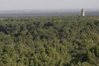 El bosque de Tabuyo del Monte y, al fondo a la derecha, la torre del santuario de la localidad