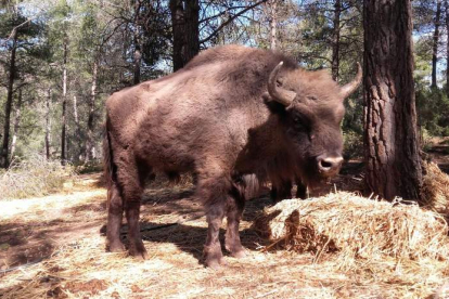 Uno de los bisontes que actualmente están en la reserva valenciana y que si prospera el acuerdo viajará en breve a León. DL