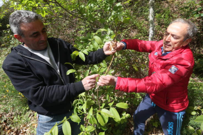 Dos castañicultores revistan la rama de un castaño bravo en cuyas hojas se han encontrado agallas de avispilla. L. DE LA MATA