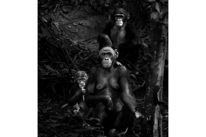 Una familia de primates en un ordenado posado muy familiar para la fotógrafa