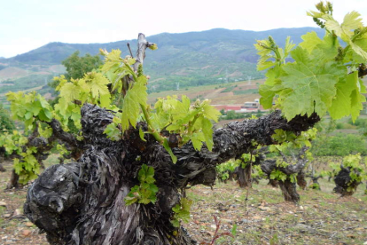 Portentoso pie de Mencía centenaria sobre la ladera del Castro de la Ventosa, con la bodega Losada entre los brotes de la cepa. B. FERNÁNDEZ