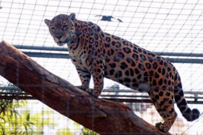 Un jaguar en cautividad.