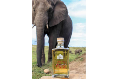 La ginebra fomenta la vida libre de los elefantes. ERIN SHATTOCK/EFE
