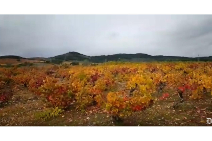 El otoño en los viñedos del Bierzo. DL