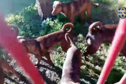 La policía busca al culpable de abandonar 18 cachorros de perro de raza peligrosa en un parque de Sevilla.