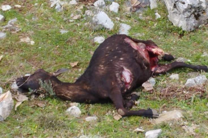 Uno de los animales muertos en la zona por ataques de lobos. CAMPOS