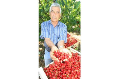 Manuel Asenjo con las cerezas recolectadas de manera tradicional en sus terrenos.