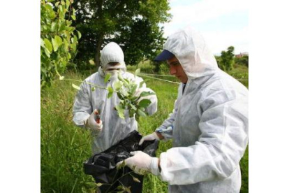 Dos expertos en una plantación, en una foto de archivo.