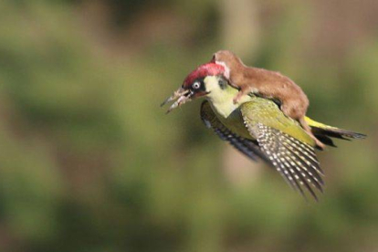 El sorprendente vuelo de una comadreja sobre un pájaro