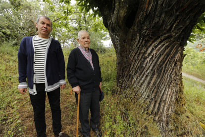 Jorge Morán y su padre Teófilo, junto a uno de los castaños centenarios recuperados en el paraje de Barbeito. L. DE LA MATA