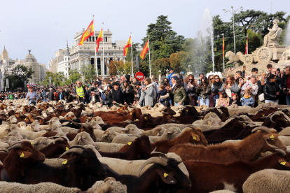 Más de mil ovejas y 200 cabras recorren el centro de Madrid en la Fiesta de la Trashumancia. BENITO ORDÓÑEZ