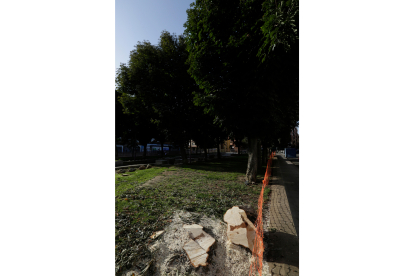 Árboles talados en el parque de Pizarro. FERNANDO OTERO
