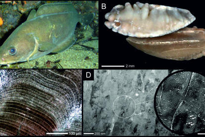 Descubren proteínas en fósiles de peces que vivieron hace 15 millones de años. DL