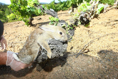 Imagen de un conejo capturado en un viñedo. L. De la Mata