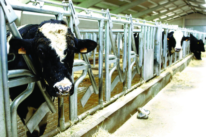 La Granja de la ULE tiene capacidad para 30 vacas. RAMIRO