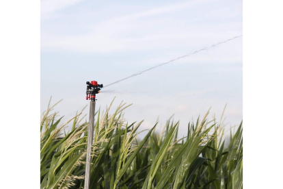 Imagen de un aspersor regando una parcela de maíz de la provincia. marciano pérez