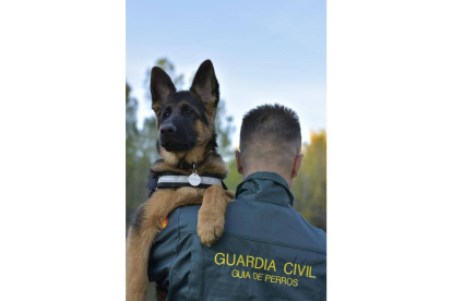 Un guía del equipo Cinológico de la Guardia Civil de León con Raisa, una pastor alemán como todos los perros que se utilizan en este servicio de apoyo de la Benemérita. GUARDIA CIVIL