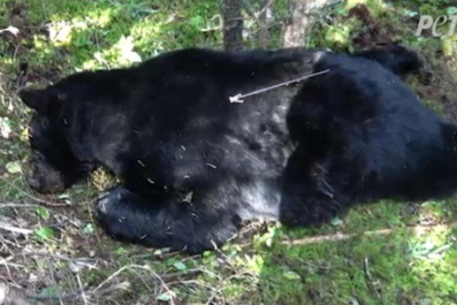 Una imagen del nuevo video muestra a un oso que fue disparado en el pecho con una flecha. Crédito: PETA US