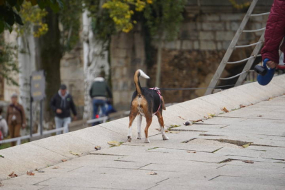 Un perro pasea por la ciudad. J. NOTARIO