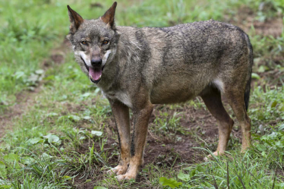 Europa ha propuesto rebajar el nivel de protección de la especie. J.L.CEREIJIDO