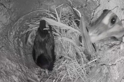 Momento en el que la gineta atrapa al estornino mientras incuba sus huevos. SEO Birdlife