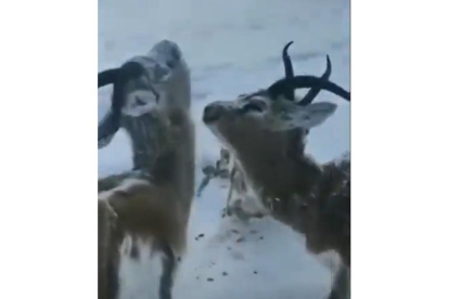 Ejemplares de ciervo amanecen congelados en una Noruega con temperaturas de -52,6 grados. RRSS