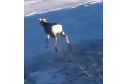 Tras ser liberado del hielo, el animal corre hacia un valle de nieve. RRSS