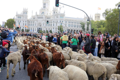 La trashumancia es reivindicada en la actualidad como hecho cultural en forma de fiesta que llega hasta Madrid. BENITO ORDÓÑEZ