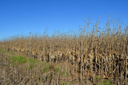 La sequía ha causado un gran perjuicio a todos los cultivos. DL