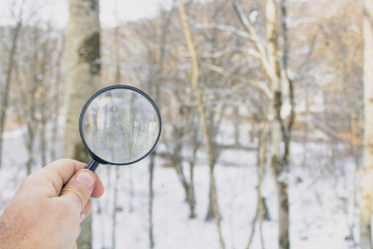 holding a magnifying glass on the background of the winter forest