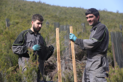 Dos trabajadores contratados por la FOP protegen uno de los manzanos plantados.