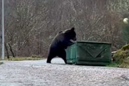 Un oso entra a comer basura en Villablino