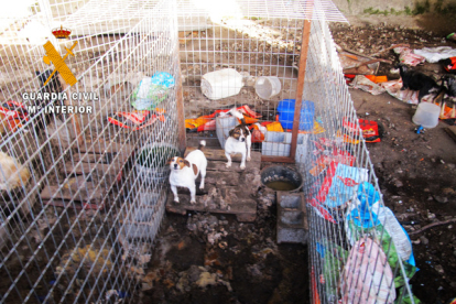 Perros que carecían de las mínimas condiciones higiénico sanitarias localizados por la Guardia Civil en Peñaranda.