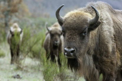Ejemplares de bisonte europeo, una especie idónea para prevenir incendios forestales.