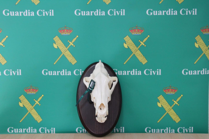 La cabeza de lobo decomisada en una taxidermia por la Guardia Civil.