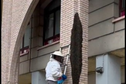 Un apicultor ayudó a los Bomberos de León a retirar el enjambre.