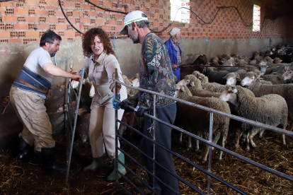 Argentinos y uruguayos protagonizan las labores de esquileo en la provincia leonesa