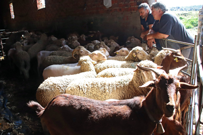 Argentinos y uruguayos protagonizan las labores de esquileo en la provincia leonesa