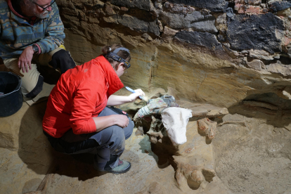 Expertos del Instituto Arqueológico Austriaco trabajan en la extracción y análisis de huesos de mamut de hasta 40.000 años de antigüedad encontrados en una bodega subterránea a unos 75 kilómetros de Viena. EFE/Oeaw-oeai/Th. Einwögerer SOLO USO EDITORIAL/SOLO DISPONIBLE PARA ILUSTRAR LA NOTICIA QUE ACOMPAÑA (CRÉDITO OBLIGATORIO)