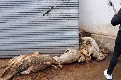 Investigado un ganadero de ovino de Renedo (Valladolid) por el abandono de los animales.